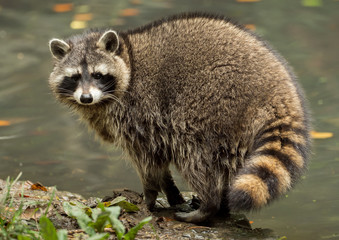 A raccoon plays outside on the water - obrazy, fototapety, plakaty