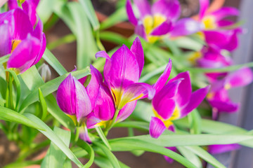 field of blooming multicolored tulips, spring flowers in the garden