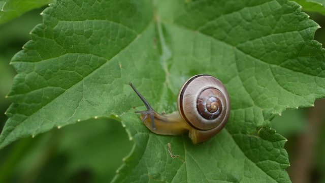 Closeup of snail on a leaf