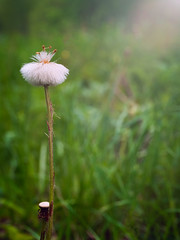 Wet dandelon.Spring rain and dandelion.Close-up.