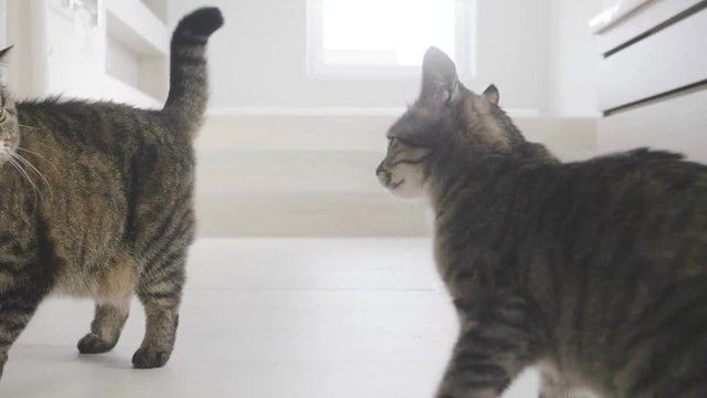 kitten attack on a cat, bathroom