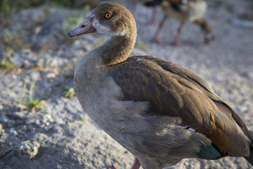 Fauna del Veneto.