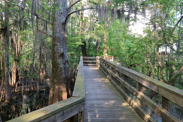 Walkway to a Bayou Observation Deck 