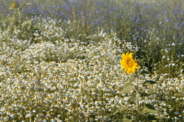 Field chamomiles and sunflower.Morning tenderness of meadow flower.Selective focus.
