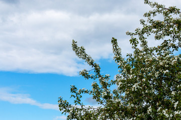 Branches of a blossoming apple tree