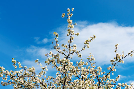 Branches of a blossoming apple tree