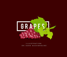 Grape branch with red grapes. Realistic vector illustartion