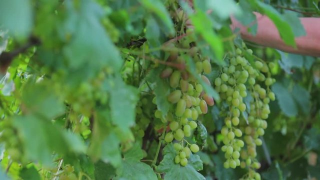 A close-up of a farmer by a secateur cuts off the clamor of a white large ripe grapes, walks through a vineyard, harvests a crop to make juice.