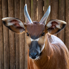 Naklejka na ściany i meble Bongo antelope (Boocercus euryceros isaaci)