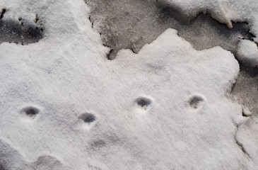 Traces of animals on white snow.