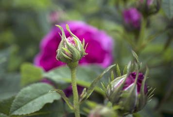 Bud of the Gallica Rose, Charles de Mills