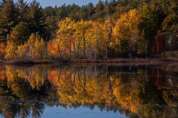 Golden Autumn on the shore of the lake. USA. Maine.
