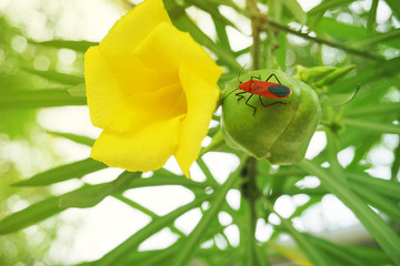 Small red insect Looking for food to live And help to mix gays for flowers.