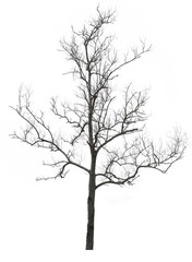 Fototapeta na wymiar Big tree died with clipping for design.