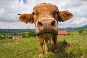Papier Peint photo autocollant Vache Taureau drôle de visage