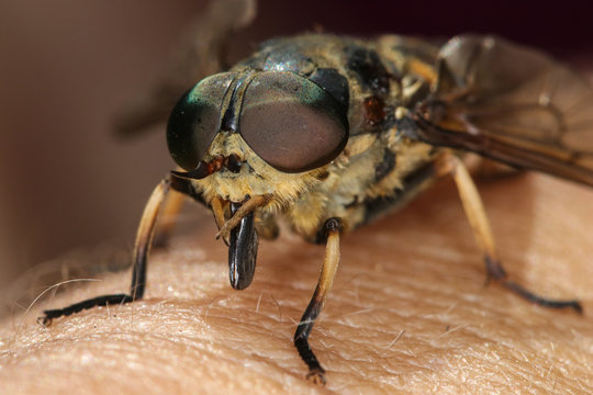 Horsefly on the human skin ready to bite