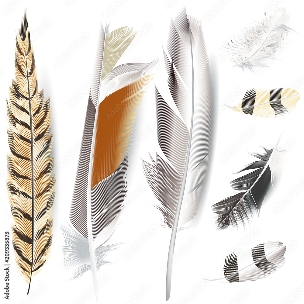 Poster Set of vector realistic elegant feathers for design