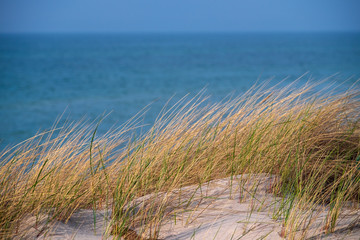 Dünengras an der Ostsee