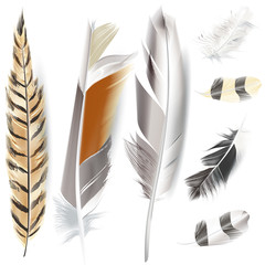 Set of vector realistic elegant feathers for design