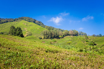 Cameron Highlands tea plantation Malaysia