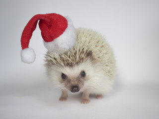 Hedgehog Christmas hat © Koki Yamada
