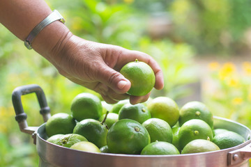 Fresh lemon from garden.
