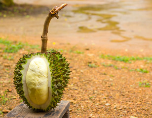 King of fruits, durian from garden.