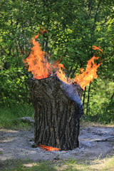 flaming wooden stump