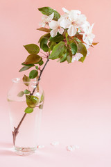 Wet branch of pink Apple tree stands in a glass vase on pale pink background.