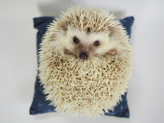 Japanese cushion for hedgehog © Koki Yamada
