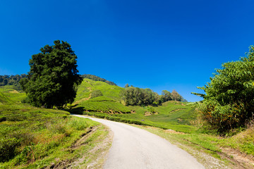 Cameron Highlands tea plantation Malaysia