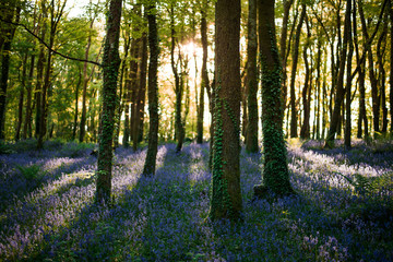 Bluebells in forest, Cornwall, UK