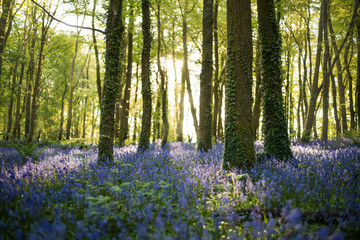 Bluebells in forest, Cornwall, UK