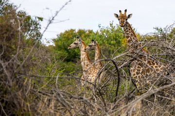 A Crowd of three