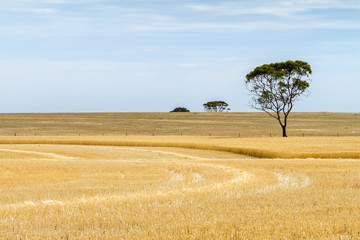 Partially harvested wheat paddock with trees - obrazy, fototapety, plakaty
