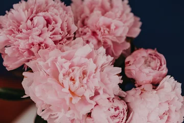 schöne rosa pfingstrosen auf einem dunkelblauen hintergrund hautnah © very_ulissa