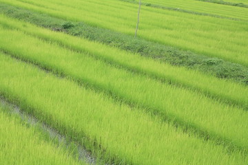 Green organic farm rice 