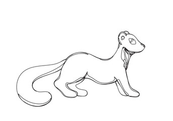 pine marten in continious line graphic style