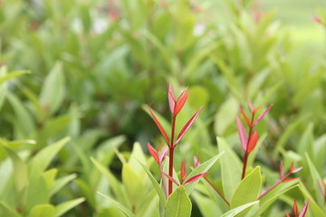 outdoor spring nature plant