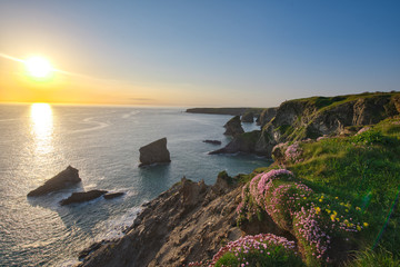 Thrift Landscape at sunset, Cornwall