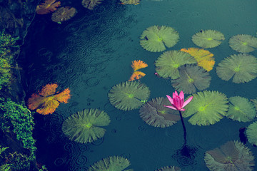 Fototapeta na wymiar Pink Blooming water lily with leaves under the rain in small pond