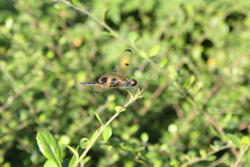 A dragonfly in the garden nature green background
