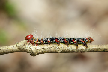 Image of a red-black caterpillar bug on brown branch. Insect. Animal.