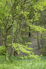 Spring woodland, Car Brook Ravine, Sheffield, UK.