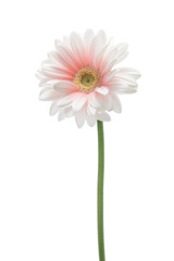 白と桃色のガーベラ