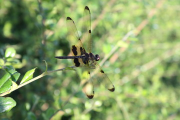 Tiger Dragonfly wings in garden green nature