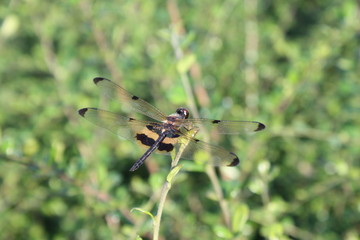 A dragonfly in the garden nature green background