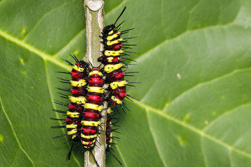 Image of a Caterpillar leopard lacewing(Cethosis cyane euanthes) on a branch. Insect. Animal