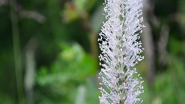 Plantago, plantains, fleaworts, flower