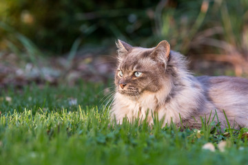 Naklejka na ściany i meble Tiffany cat on the lawn in the garden